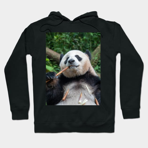 Panda Loves Bamboo! Hoodie by LukeDavidPhoto